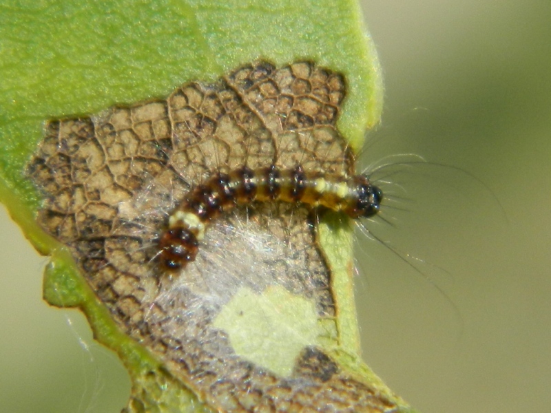 Dalla larva all''adulto: Subacronicta megacephala, Noctuidae